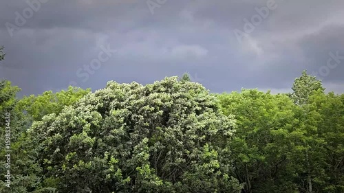 trees swaying with rustling wind and sound against a dramatic cloud landscape before a storm in the midwestern United States. video footage of psithurism from wind moving through trees