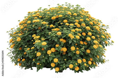 A lush green bush adorned with numerous bright yellow flowers isolated on transparent background