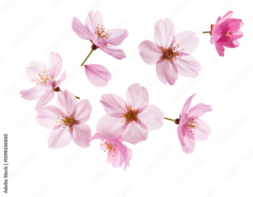Naklejka premium Artistic Floating Pink Cherry Blossoms with Petal Rain Effect, Dreamlike Spring Concept, Isolated PNG