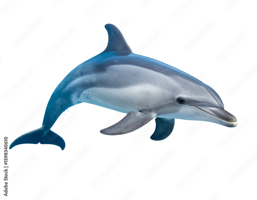 Obraz premium Top-Down View of Dolphin Swimming Near Surface – Calm Ocean Scene PNG