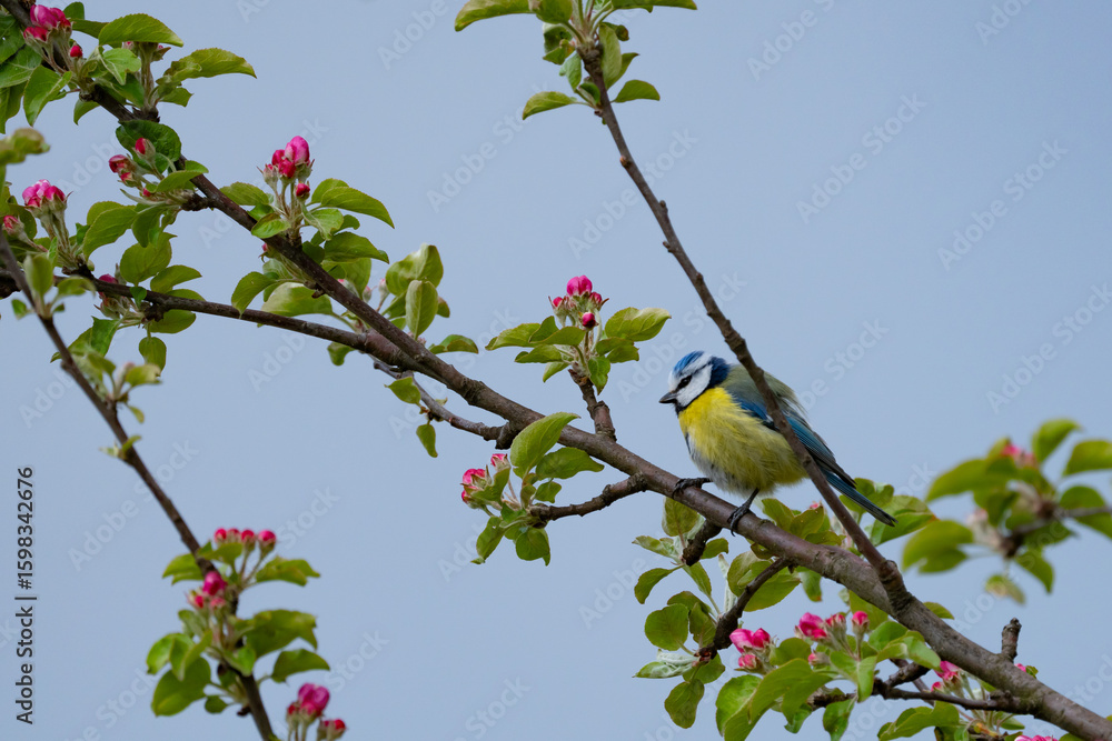 Fototapeta premium A small bird sits on a tree branch against a blue sky background