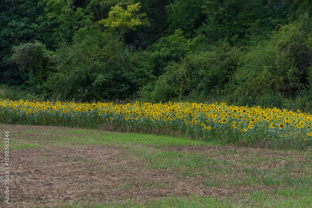 Obraz premium Sunflowers in the field. Yellow crop in the field in the countryside