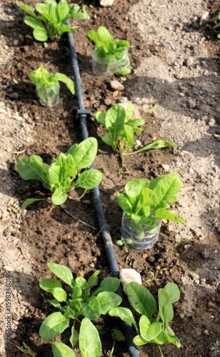 chard seedlings with drip irrigation
