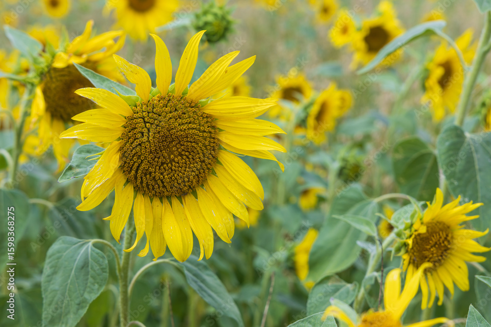 Obraz premium Sunflowers in the field. Yellow crop in the field in the countryside