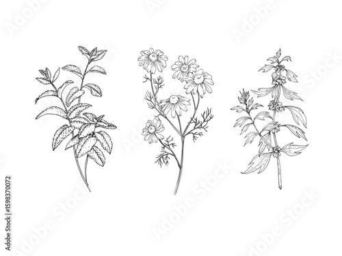 Calming herbs set of vector illustrations hand drawn in ink. Graphic images of chamomile, mint and motherwort. Elements for design of herbal tea and aromatic oils