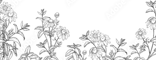 Calming herbs vector seamless border hand drawn in ink. Graphic illustration with chamomile and mint. Template for design of herbal tea and aromatic oils
