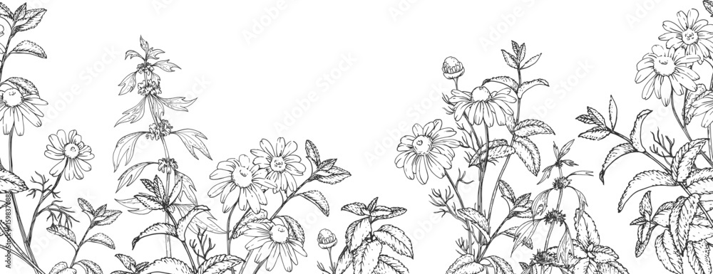 Fototapeta premium Calming herbs vector seamless border hand drawn in ink. Graphic illustration with chamomile, motherwort and mint. Template for design of herbal tea and aromatic oils