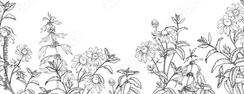 Calming herbs vector seamless border hand drawn in ink. Graphic illustration with chamomile, motherwort and mint. Template for design of herbal tea and aromatic oils