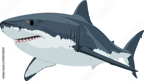 Shark vector illustration predatory aquatic animal great white shark image