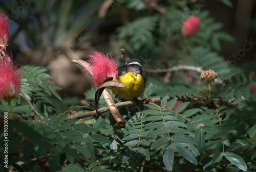 Venezuela has a huge number of birds such as hummingbirds, frigates and animals such as cows, opossums and donkeys.