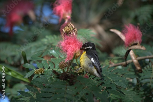 Venezuela has a huge number of birds such as hummingbirds, frigates and animals such as cows, opossums and donkeys.