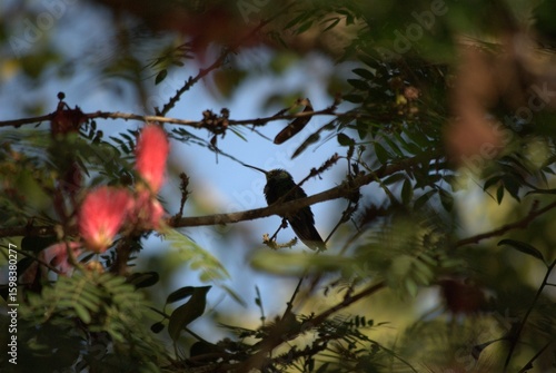 Venezuela has a huge number of birds such as hummingbirds, frigates and animals such as cows, opossums and donkeys.