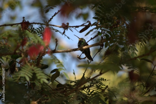 Venezuela has a huge number of birds such as hummingbirds, frigates and animals such as cows, opossums and donkeys.