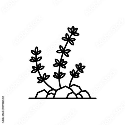 Thin Outline of Thyme Growing Between Rocks Botanical Sketch