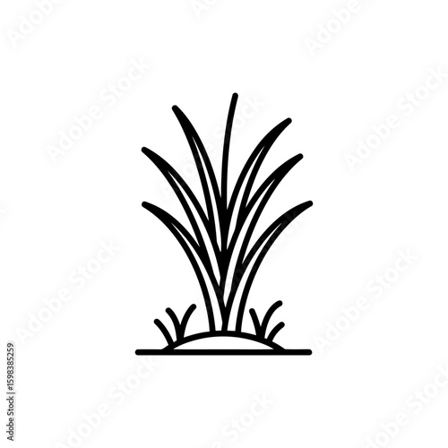 Outline of Lemongrass Plant in Backyard Botanical Drawing