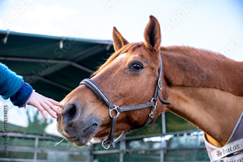 Gentle Touch: Human Hand Petting Horse Muzzle in Close-Up Portrait – Warm Equine Interaction Highlighting Soft Coat Texture, Trust and Connection at the Stable for Equestrian, Lifestyle and Animal The