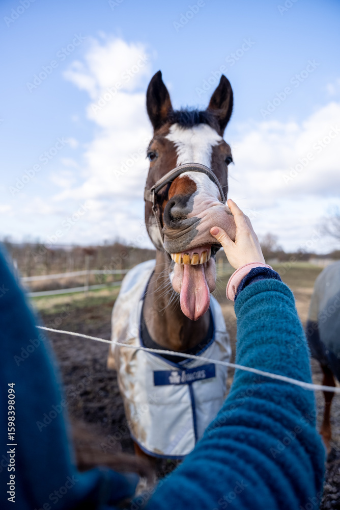 Obraz premium Hilarious Horse with Tongue Out and Human Hand Interaction: Funny Equine Moment Capturing Joy, Humor, and Authentic Animal Connection on a Sunny Farm Day