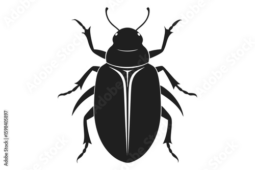 black beetle isolated on white