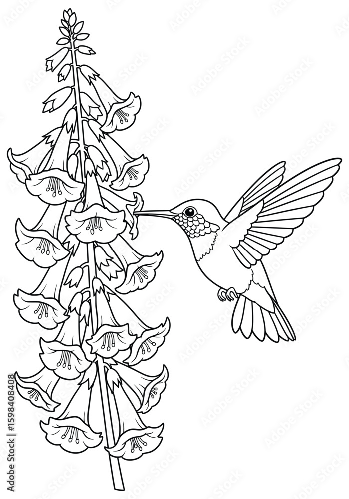 Fototapeta premium Hummingbird sipping nectar from bell-shaped flowers – nature line art for coloring pages