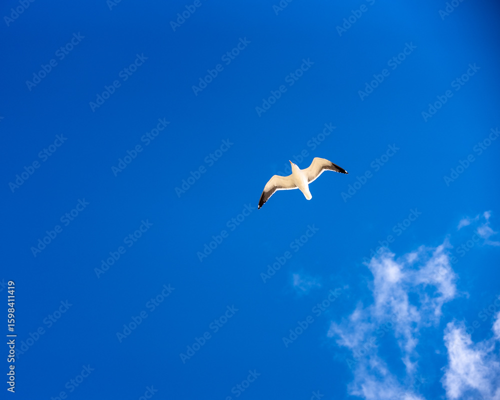 Fototapeta premium Soaring Seagull Against Azure Sky: Majestic Bird in Flight, Symbol of Freedom and Coastal Serenity