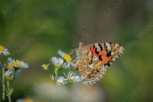 Bild auf Leinwand Close-up of a Painted Lady (Vanessa cardui) butterfly perched on a daisy fleabane flower, against a blurred green background on a sunny summer day