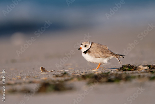 Piping Plover at the beach 