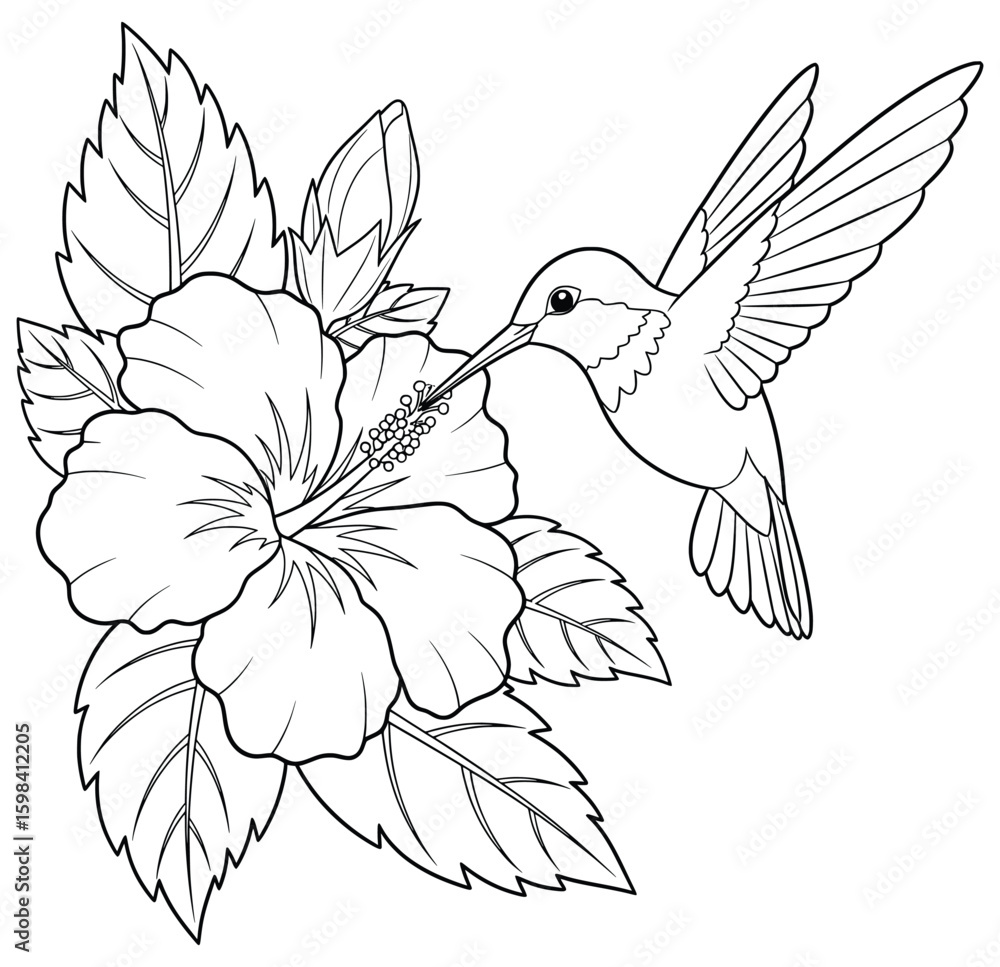 Obraz premium Hummingbird sipping nectar from hibiscus flower – elegant floral line art for adult coloring