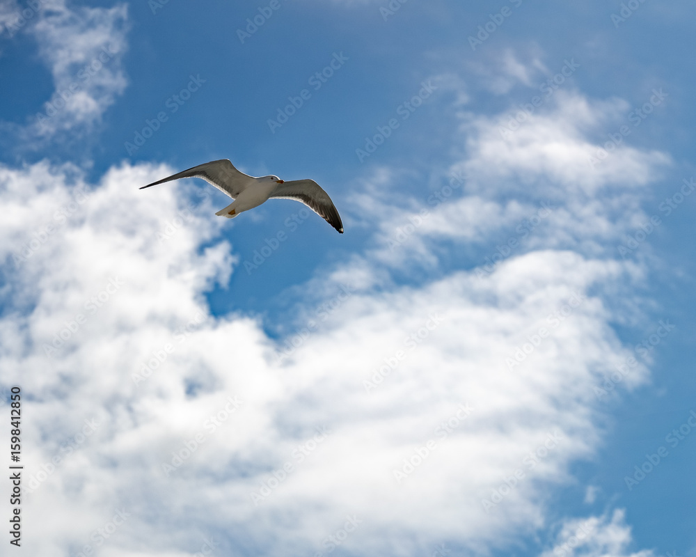 Obraz premium Soaring Seagull Against Azure Sky: Majestic Bird in Flight, Symbol of Freedom and Coastal Serenity