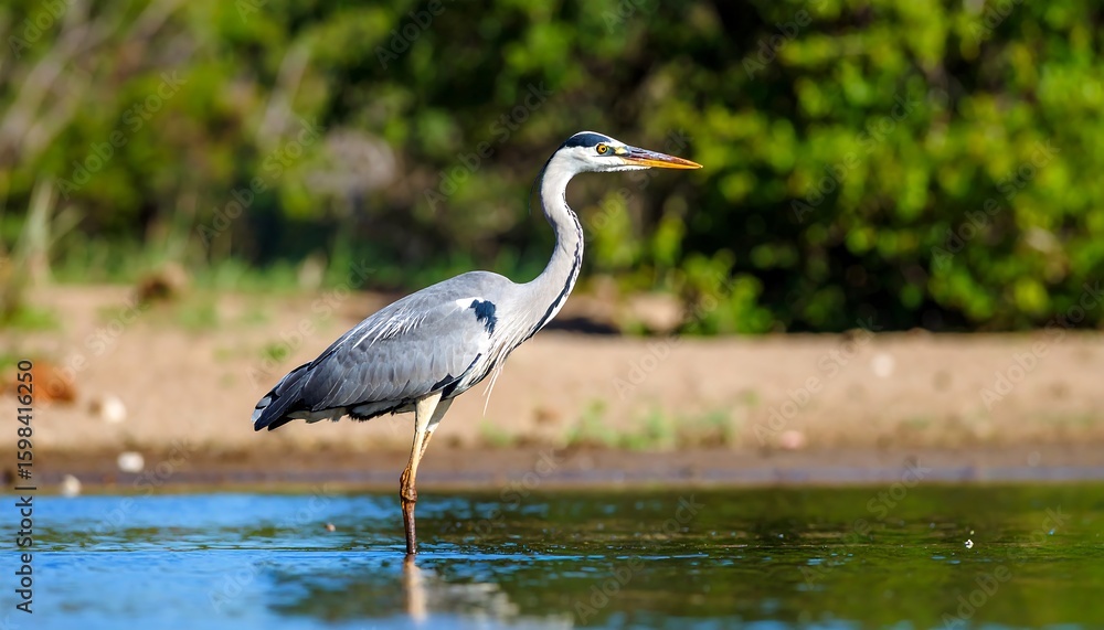 Fototapeta premium Grey heron wading in shallow water (2)