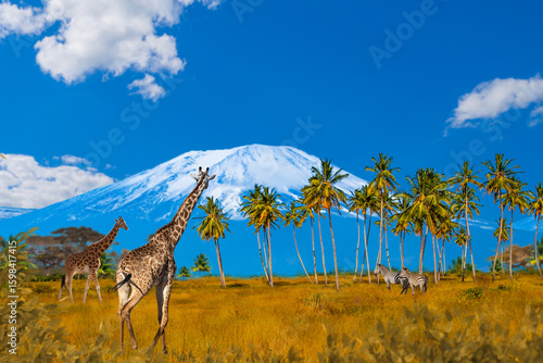 Photography Giraffes and zebras roam African savanna near palm trees with Mount Kilimanjaro in background under clear blue sky
