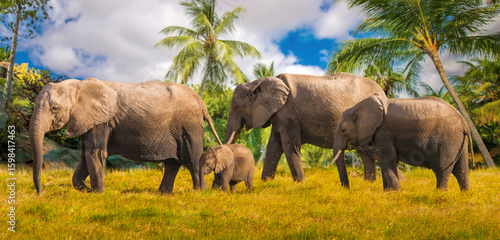 Family of African elephants...