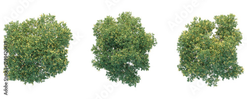 Bulnesia arborea Tree plan top view 4k png cutout