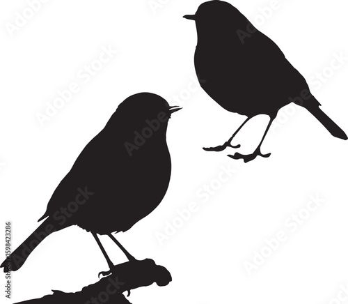 blackbird on a branch