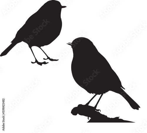 bird on a branch