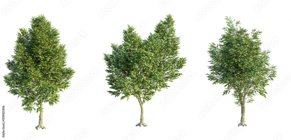 Obraz premium Tilia x europaea Pallida Tree 4k png cutout isolate