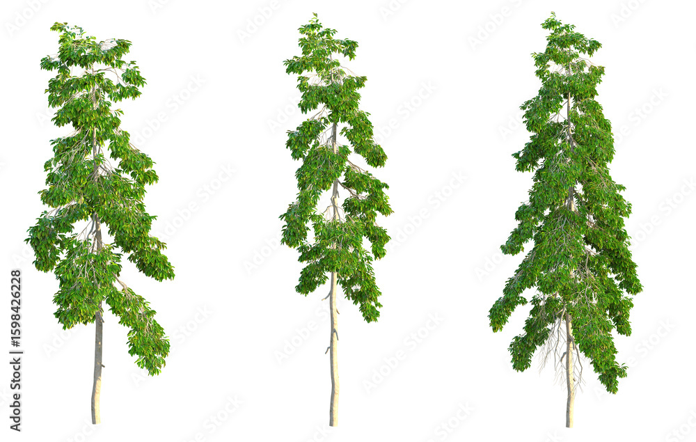 Fototapeta premium Carallia brachiata Honiara Tree 4k png cutout