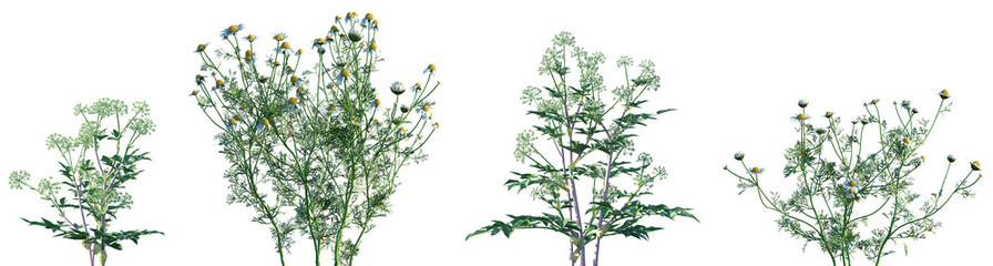Set of Chamaemelum nobile and Angelica archangelica  isolated png on a transparent background perfectly cutout high resolution