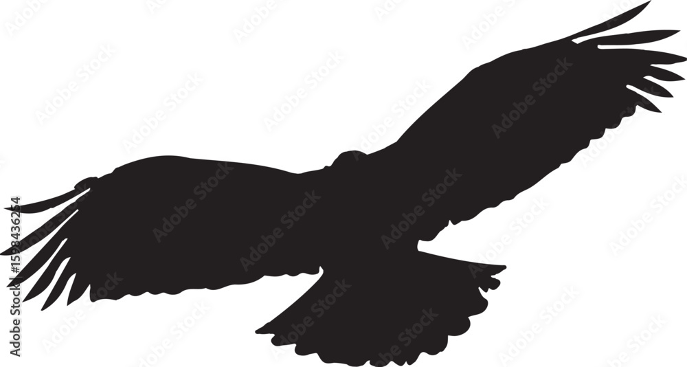 Obraz premium eagle in flight