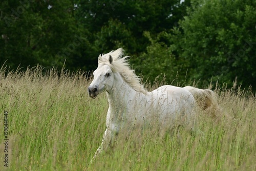 Weißes Pferd galoppiert mit wehender Mähne durch sehr hohes Gras