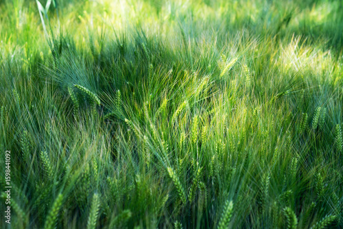Weizen