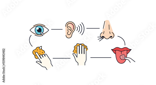 Exploring the five human senses sight hearing smell touch and taste together