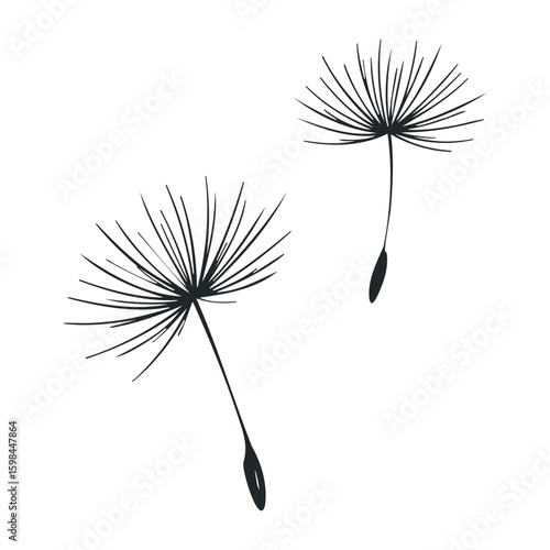 Two dandelion seeds silhouette floating on white background. Vector illustration