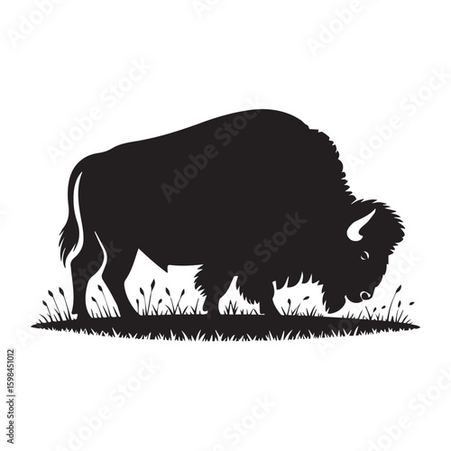 Silhouette of a powerful bison grazing in a grassy field