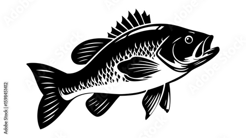 Tilapia fish vector illustration design, illustration isolated  on a white background.