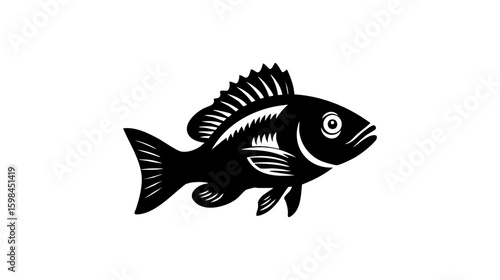 Tilapia fish vector illustration design, illustration isolated  on a white background.