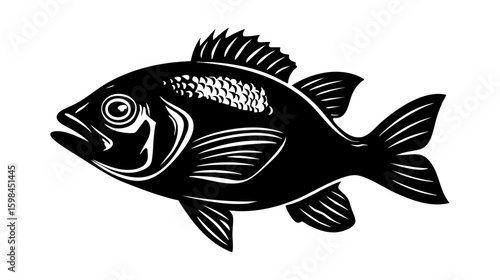 Tilapia fish vector illustration design, illustration isolated  on a white background.