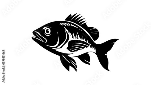 Tilapia fish vector illustration design, illustration isolated  on a white background.