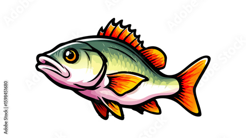Tilapia fish vector illustration design, illustration isolated  on a white background.