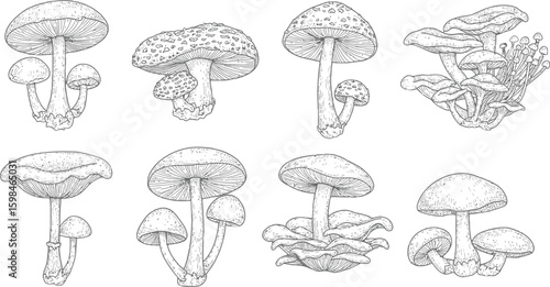 Vector art of a variety of mushroom sketches isolated on white background, showcasing different shapes and textures of fungi