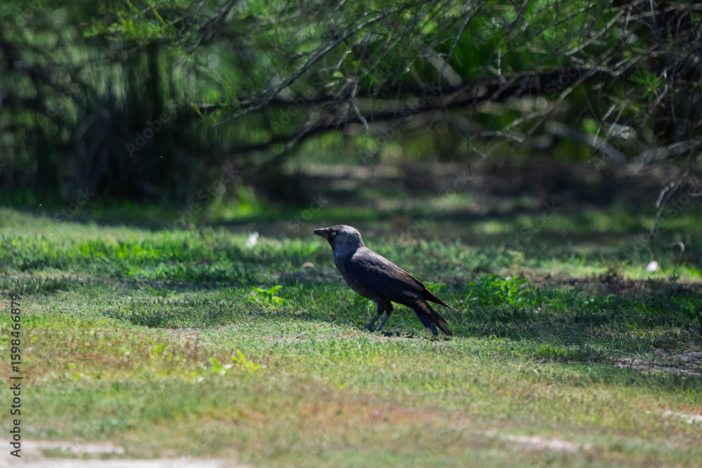 Obraz premium Jackdaw Foraging on Green Grass